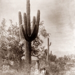 Gathering-saguaro-fruit